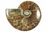 Polished Ammonite (Cleoniceras) Fossil - Madagascar #266761-1